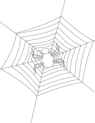 Spider Making Its Web Coloring Page